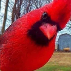 MEET YOUR POSHER. - JoAnn